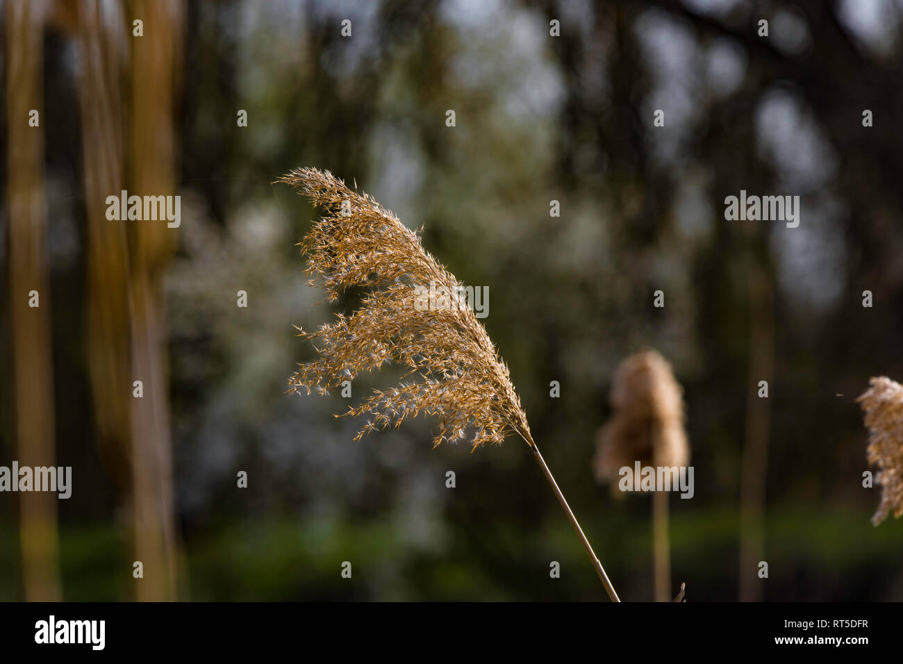 beautiful swamp grass, also known as Schoenoplectus, Bulrushes, pampas, on a blurred background Stock Photo