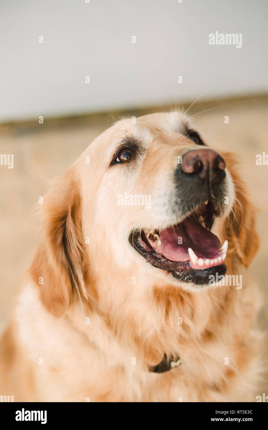Golden retriever dog portrait Stock Photo