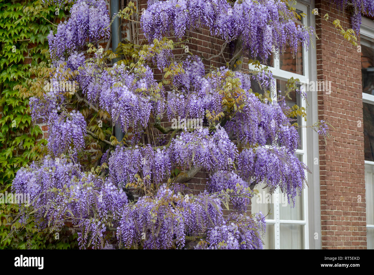 Spring blossom of purple wisteria plant close up Stock Photo