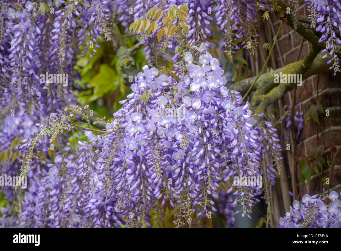 Spring blossom of purple wisteria plant close up Stock Photo