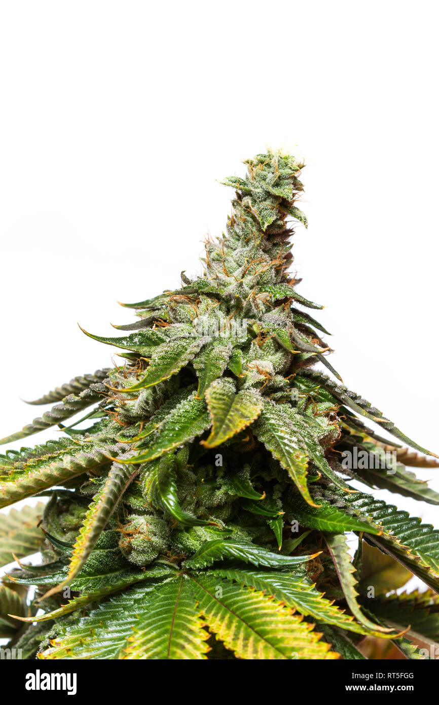 Close up of a hybrid strain of cannabis known as Valley Girl isolated on a white background Stock Photo