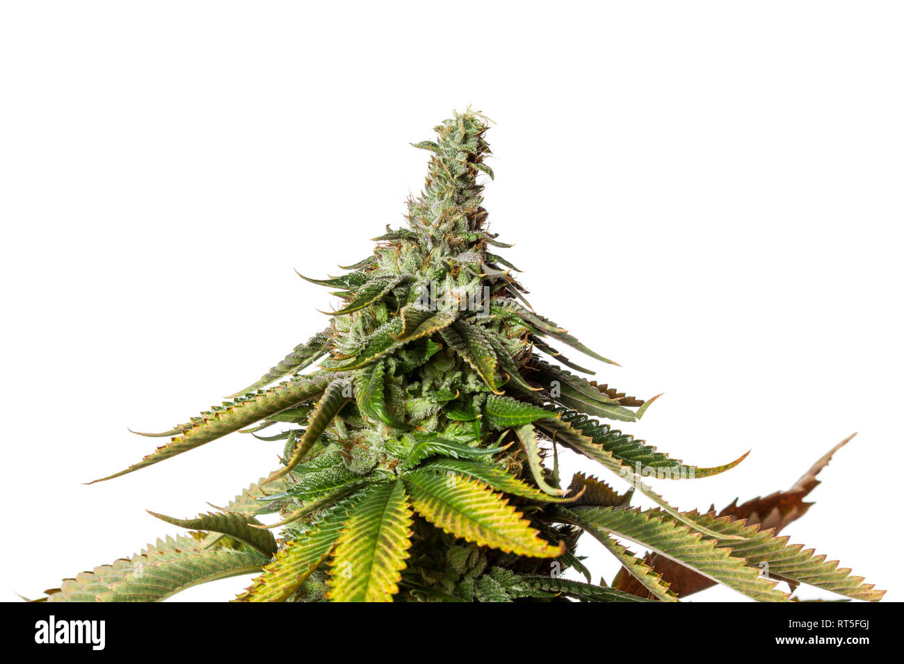 Close up of a hybrid strain of cannabis known as Valley Girl isolated on a white background Stock Photo