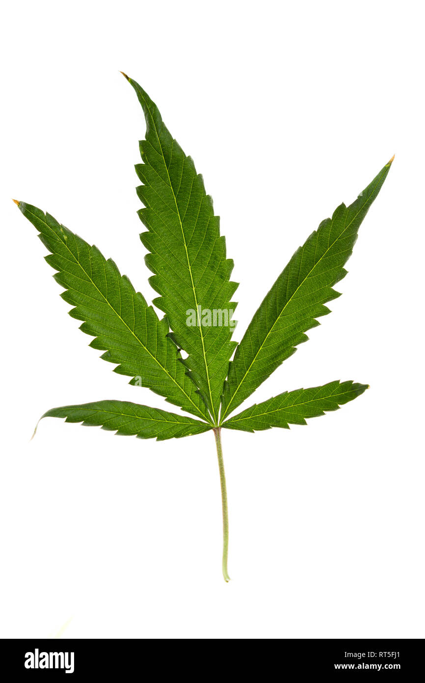 Close up of a beautiful green cannabis leaf isolated on a white background Stock Photo