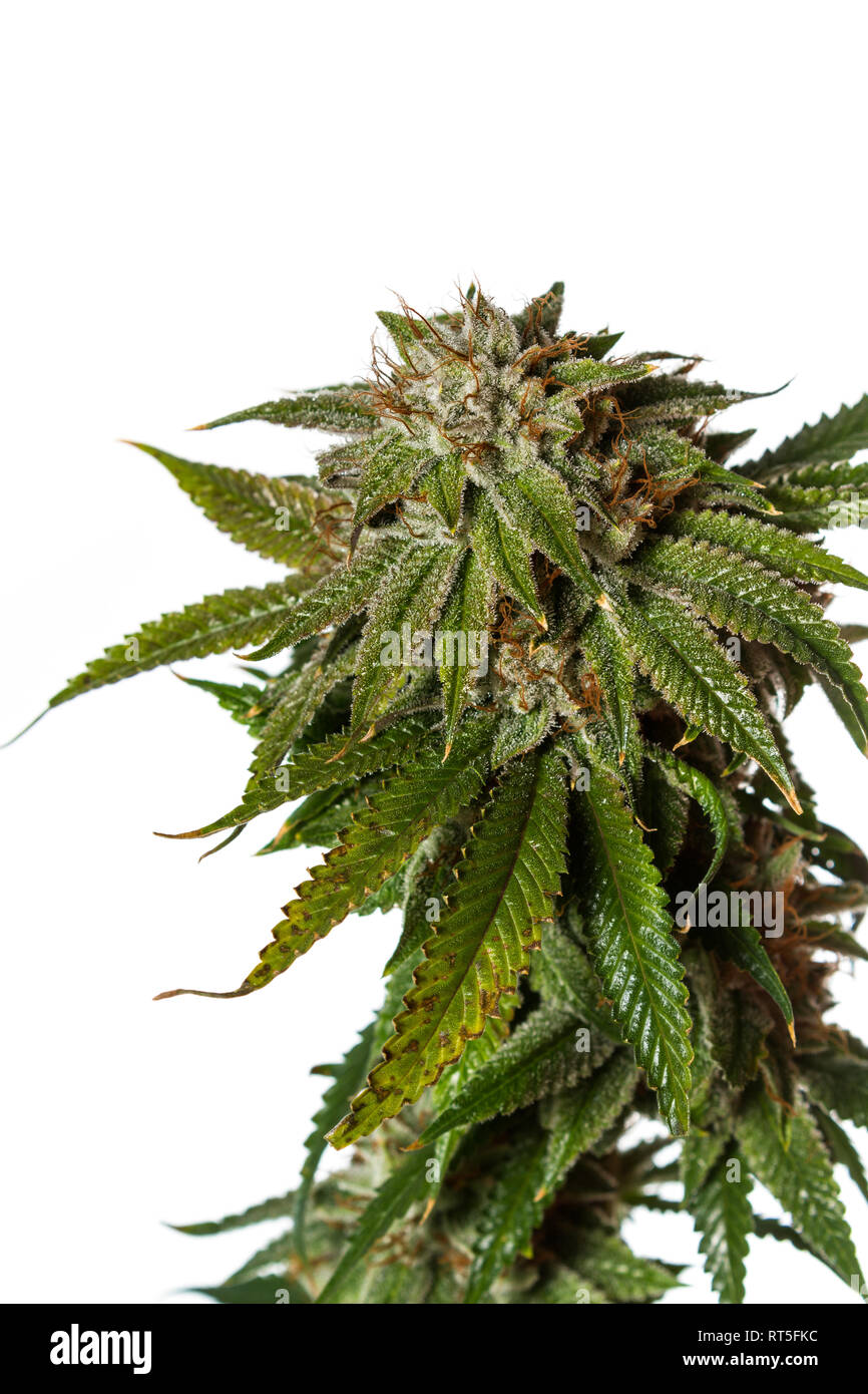 Bigfoot passing through Organic Hemp field 'Lifter' strain 'Cannabis  sativa', pm light Stock Photo - Alamy