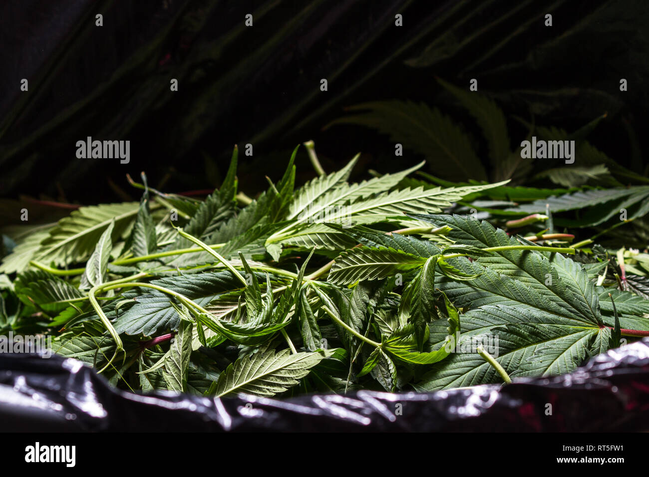 cleaning up leaves and pieces after the harvesting process of a cannabis operation Stock Photo