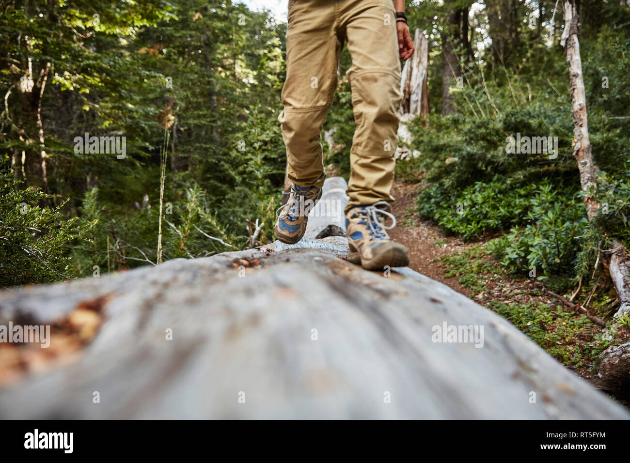 Chile, Puren, Nahuelbuta National Park, close-up of boy walking on a tree trunk in forest Stock Photo