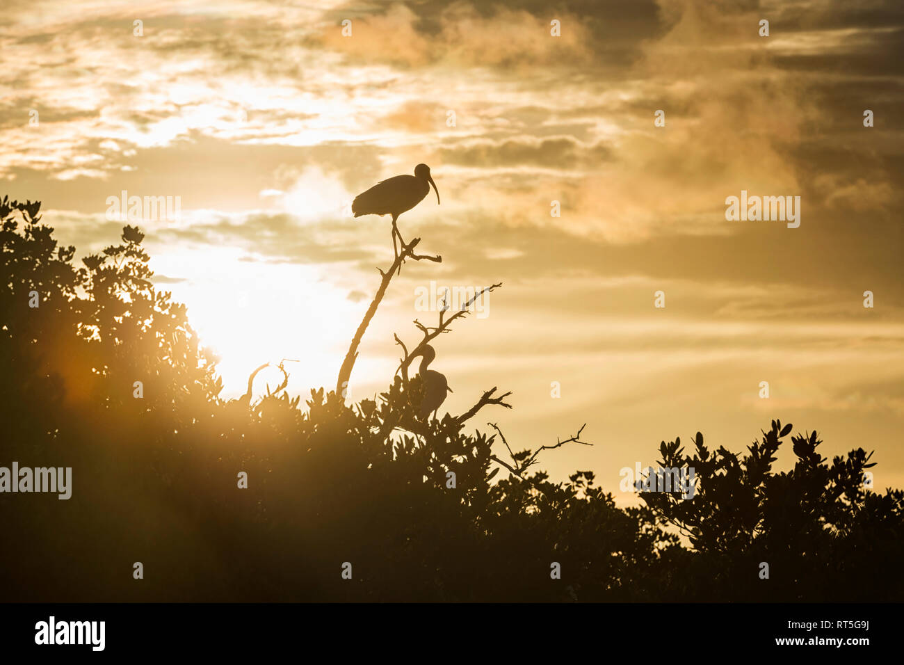 United States of America, Florida, Tavernier Island, Florida Keys, silhouette of an American White Ibis (Eudocimus albus) on a branch during sunrise Stock Photo