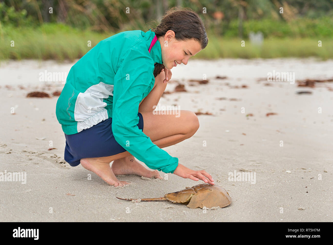 United States of America, Florida,  DSC0423 Naples, Naples, barefooted girl touches a carcass of a horseshoe crab (Limulidae) on Naples beach Stock Photo