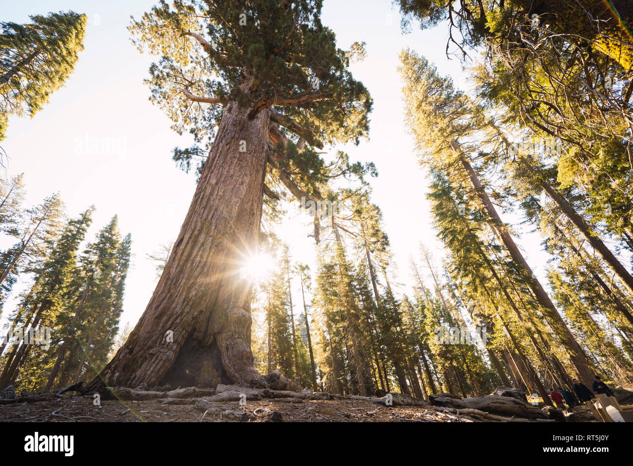 USA, California, Yosemite National Park, Mariposa, sequoias Stock Photo