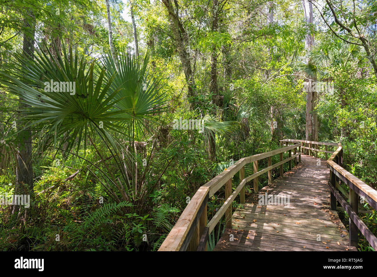 United States of America, Florida, Everglades, Copeland, Boardwalk through a swamp in the Fakahatchee Strand Preserve State Park Stock Photo