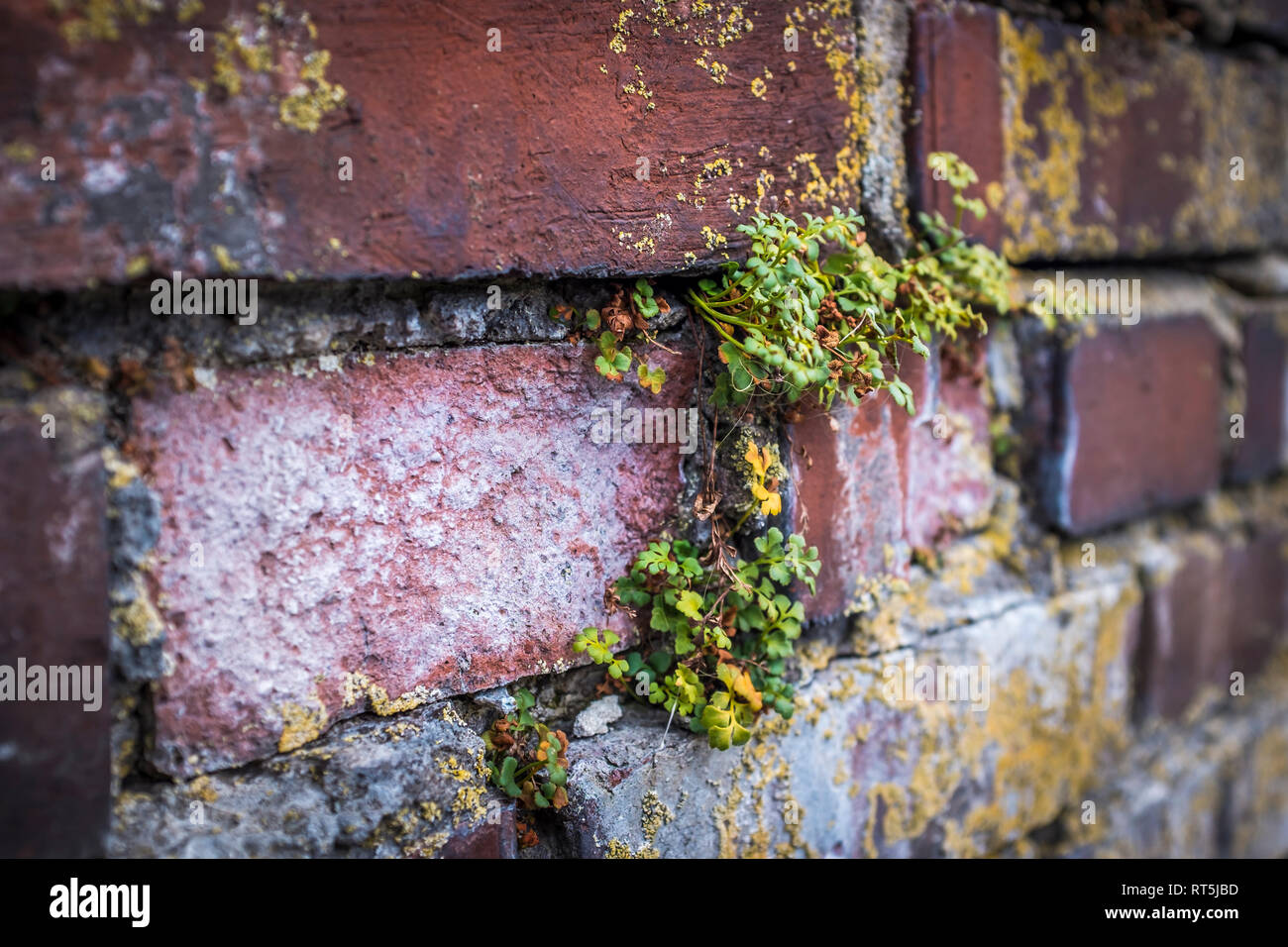 Old brick wall plants growing hi-res stock photography and images - Alamy