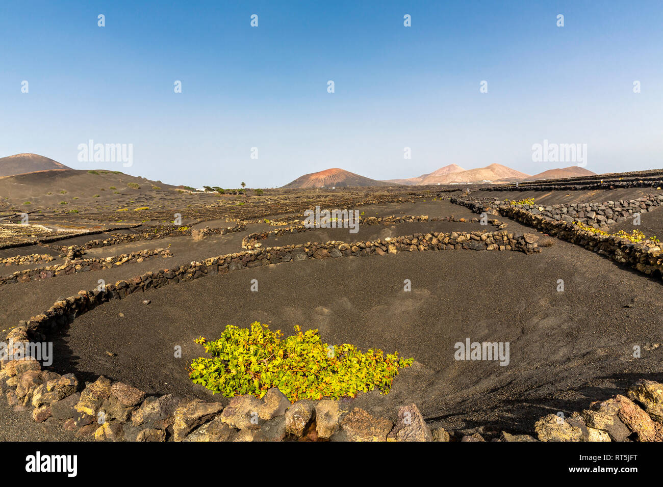 Spain, Canary Islands, Lanzarote, La Geria, viticulture at Volcanic landscape Stock Photo
