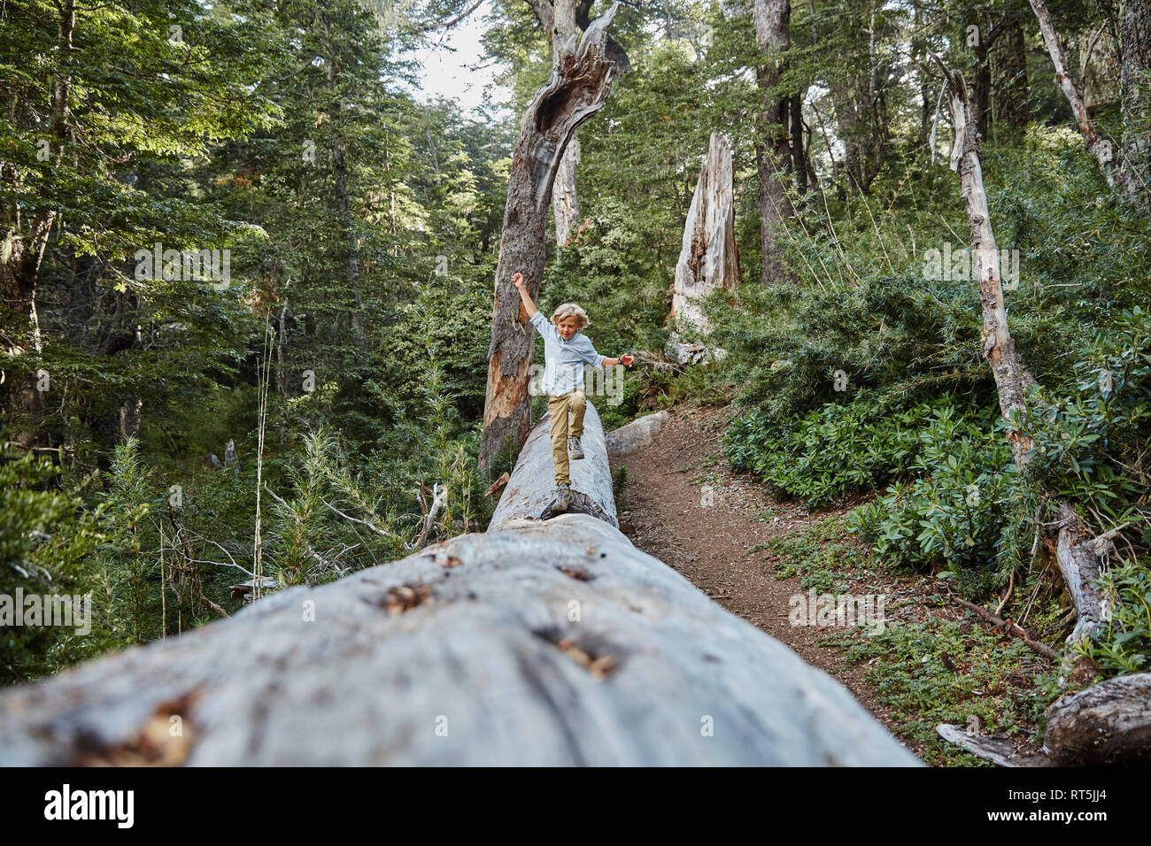 Chile, Puren, Nahuelbuta National Park, boy balancing on a tree trunk in forest Stock Photo