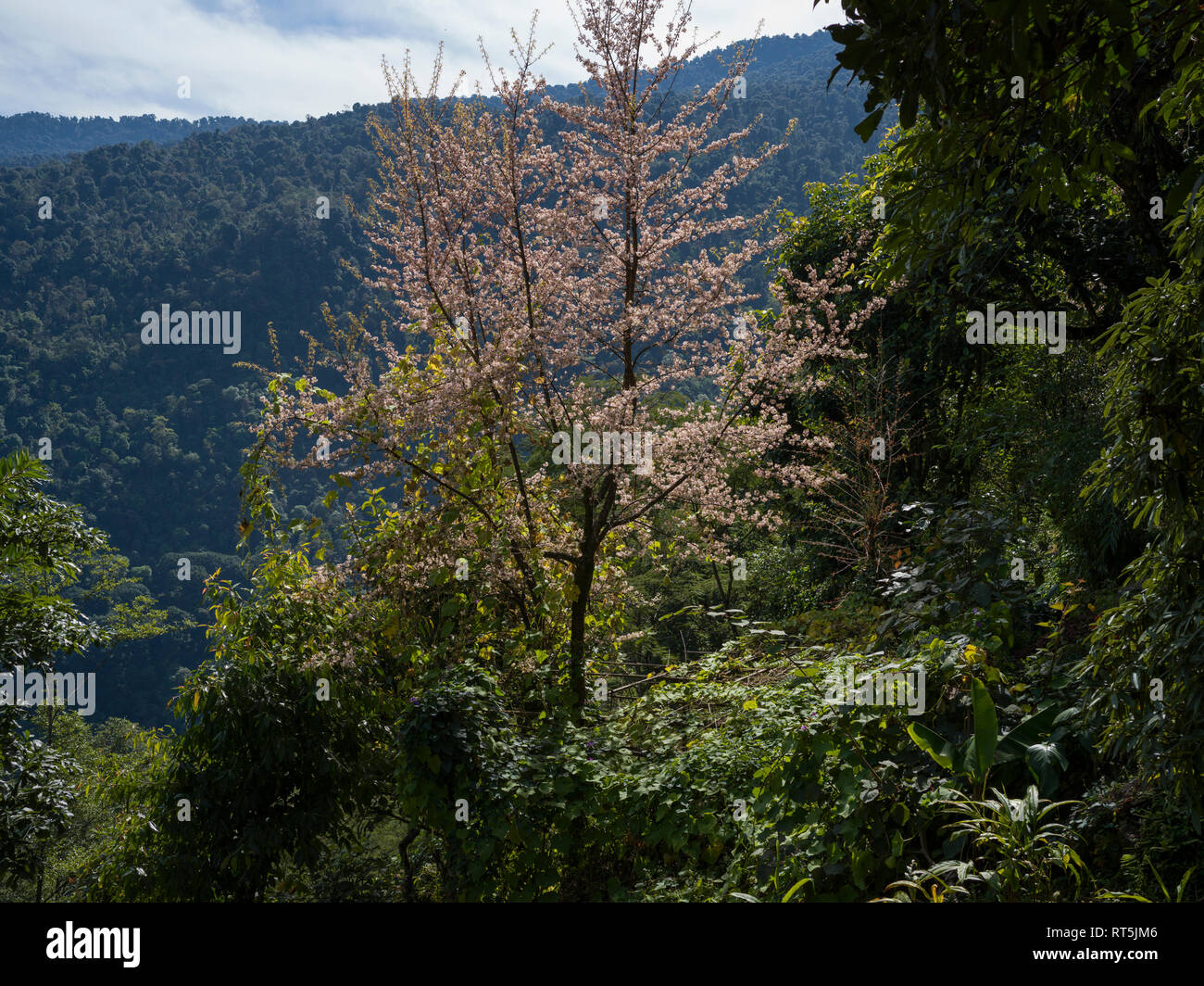 View of trees and plants, Radhu Khandu Village, Sikkim, India Stock