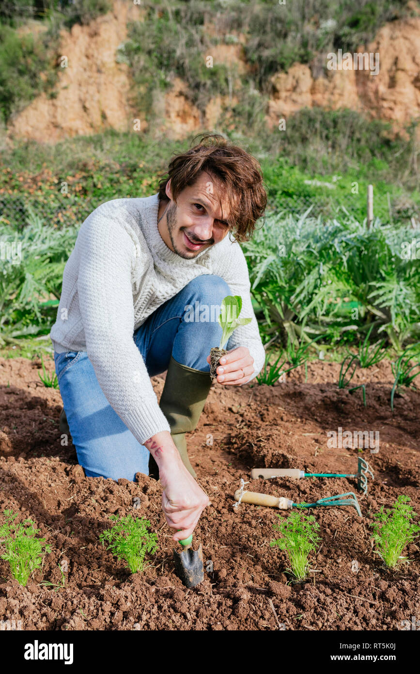Man planting lettuce seedlings in vegetable garden Stock Photo