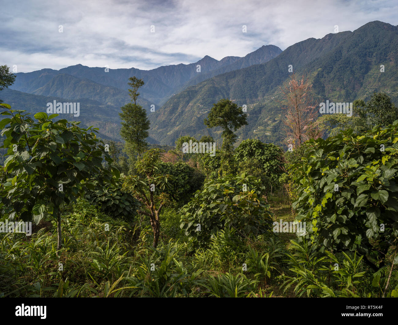 Plants with mountain range in the background, Dentam Forest Block ...