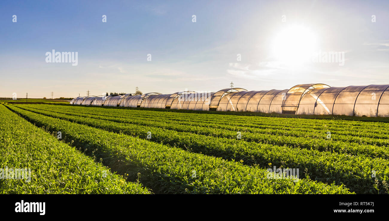 Germany, Fellbach, greenhouse and rucola plants on field Stock Photo