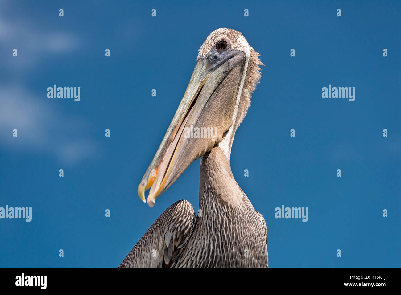 United States of America, Florida, Islamorada, Florida Keys, portrait of a Brown Pelican (Pelecanus occidentalis) against the sky Stock Photo