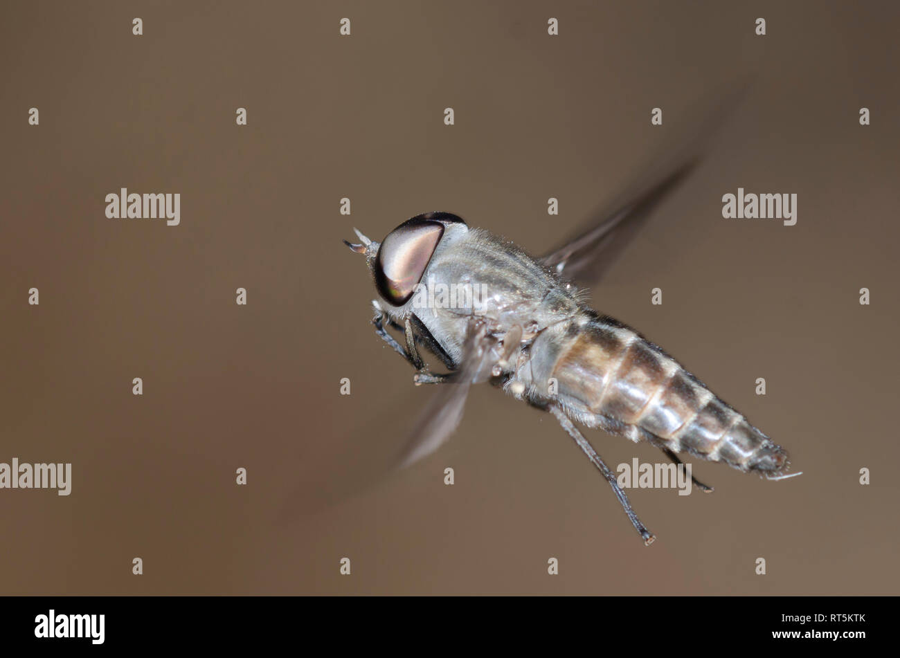 Horse Fly, Tabanus sp., male hovering Stock Photo