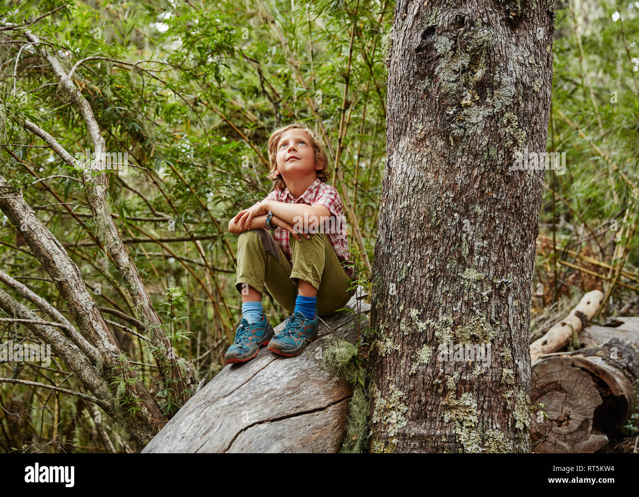 Chile, Puren, Nahuelbuta National Park, boy sitting on a tree in forest looking up Stock Photo