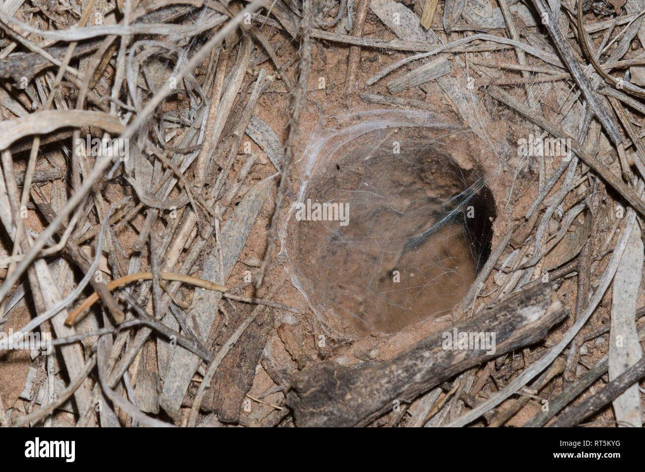 Oklahoma Brown Tarantula, Aphonopelma hentzi, burrow entrance Stock Photo Alamy