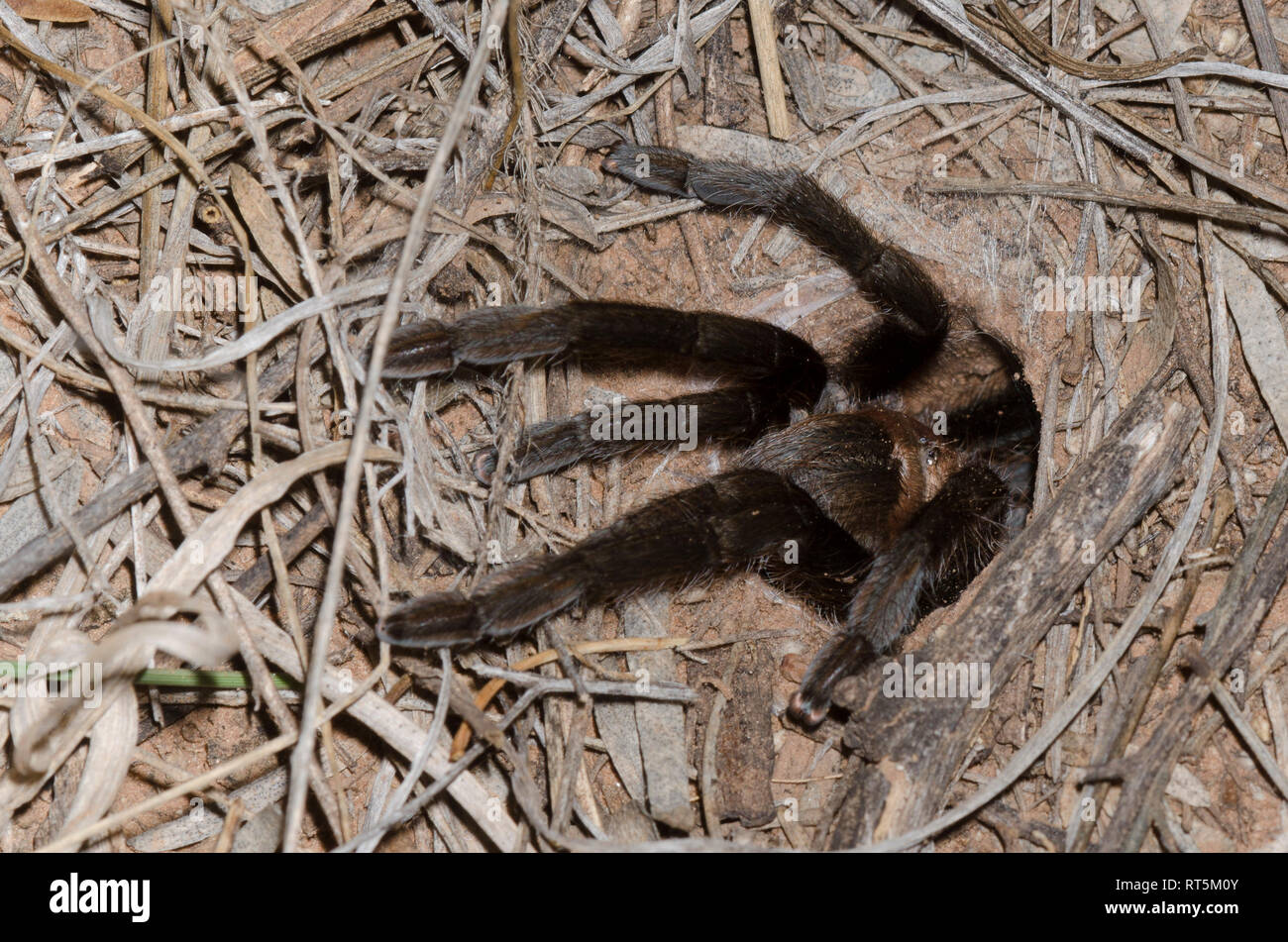 Oklahoma Brown Tarantula, Aphonopelma hentzi, at burrow Stock Photo Alamy