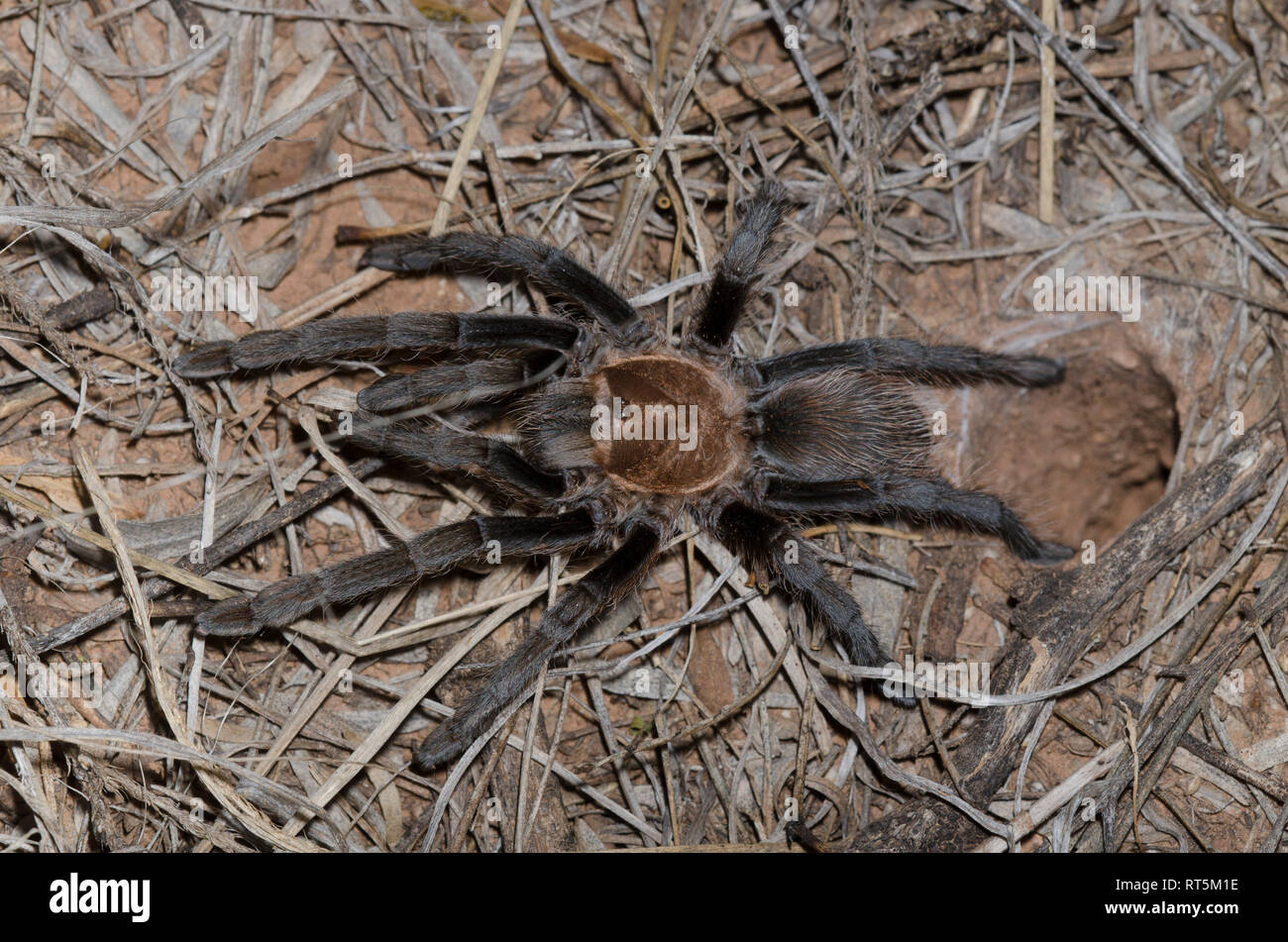 Oklahoma Brown Tarantula, Aphonopelma hentzi, at burrow Stock Photo Alamy