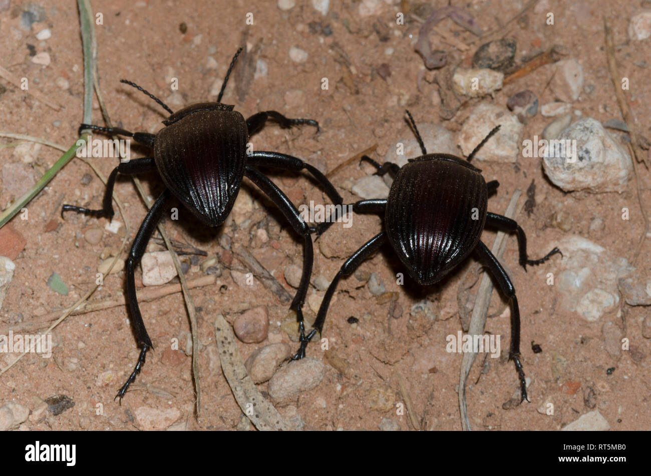 Darkling Beetles, Eleodes acuta, male and female just after separating from mating Stock Photo