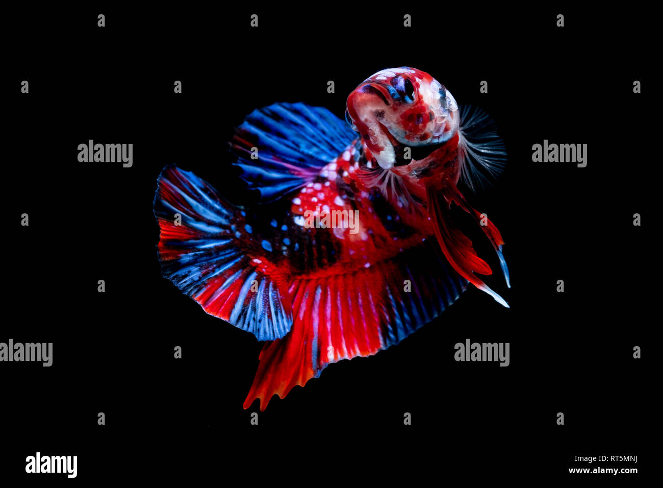 54+ Aquarium Design For Betta Fish Gratis Terbaru