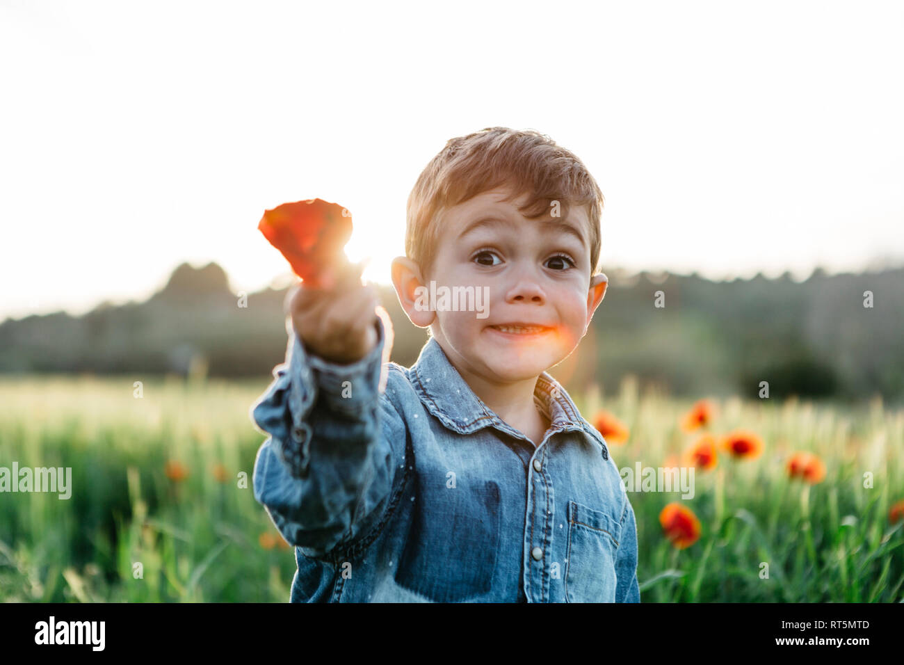 Boy in a poppy field in spring holding poppy Stock Photo - Alamy