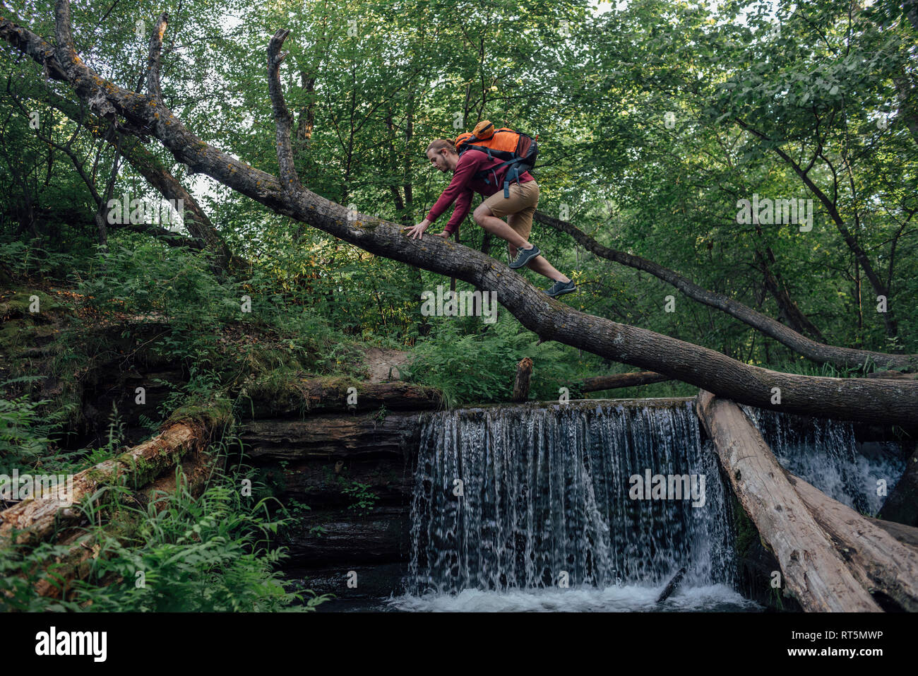 Young hiker with backpack crossing water on tree trunk in the forest Stock Photo