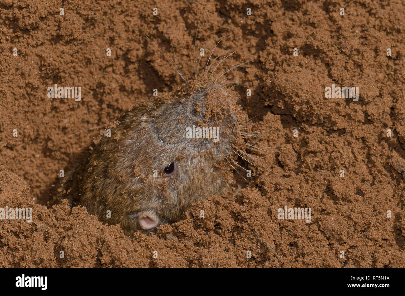 Plains pocket gopher hires stock photography and images Alamy