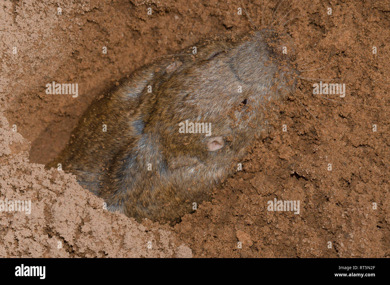 Plains Pocket Gopher, Geomys bursarius, pushing up mound Stock Photo