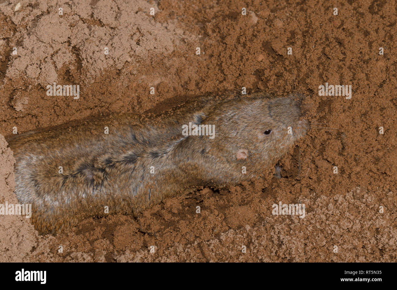 Pocket gopher mound hires stock photography and images Alamy