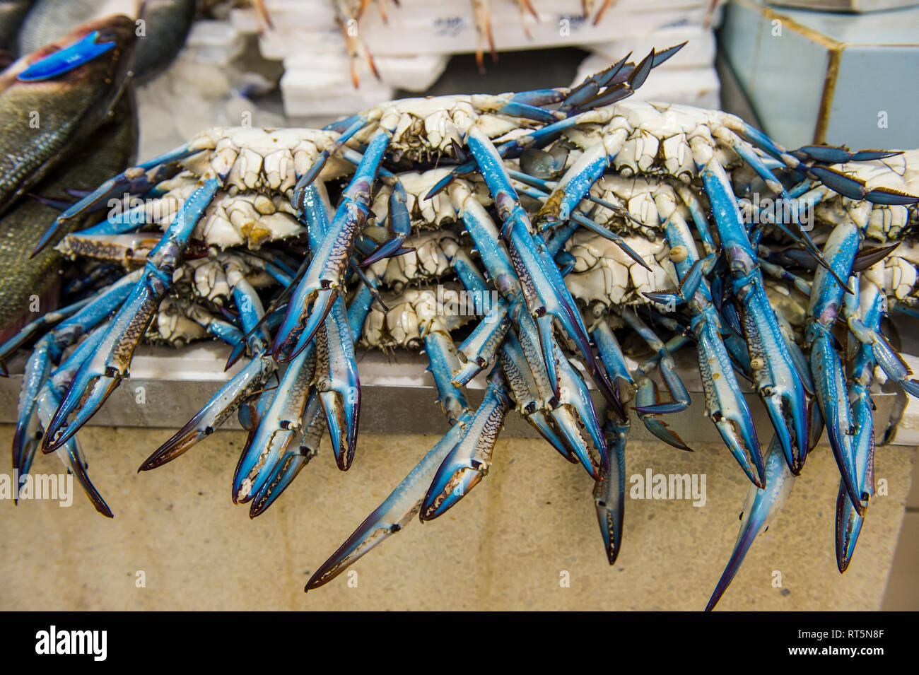 Arabia, Kuwait, Fish market, king prawns Stock Photo Alamy