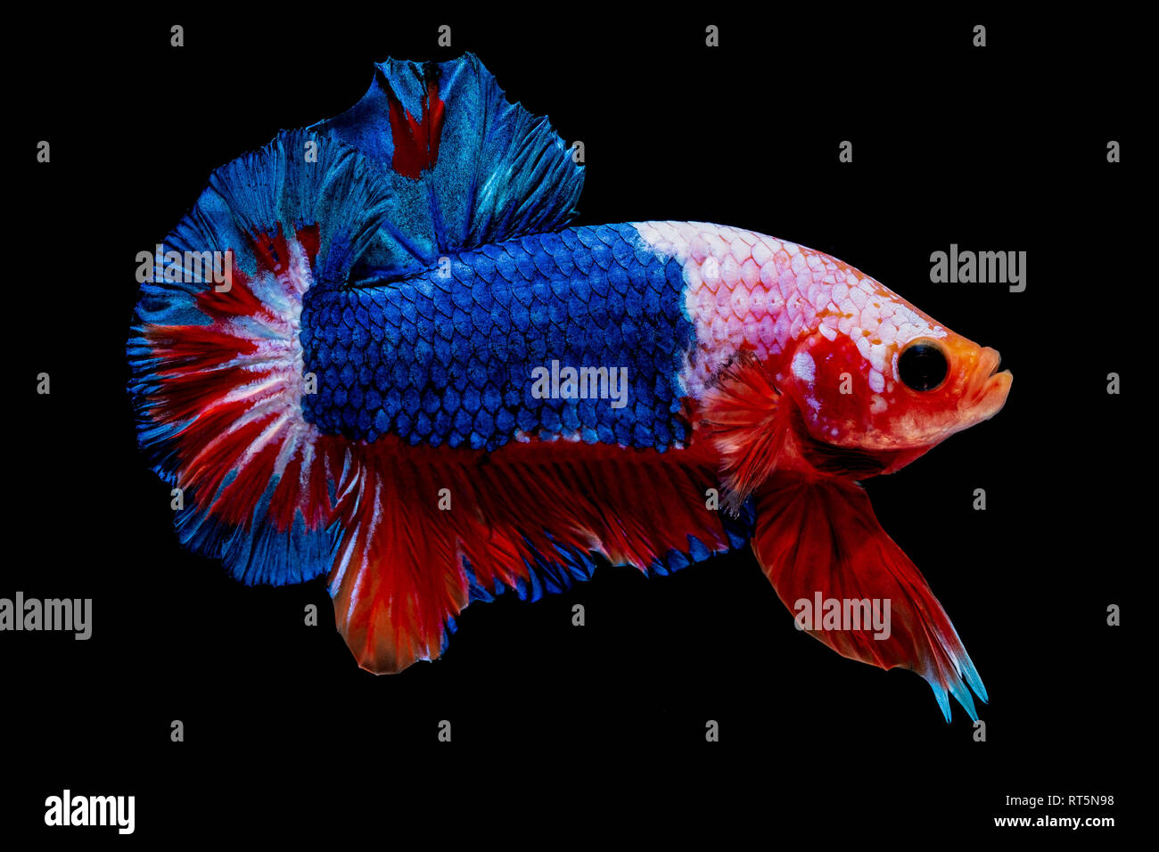 Betta Fish Fight In The Aquarium Stock Photo 238613012 Alamy