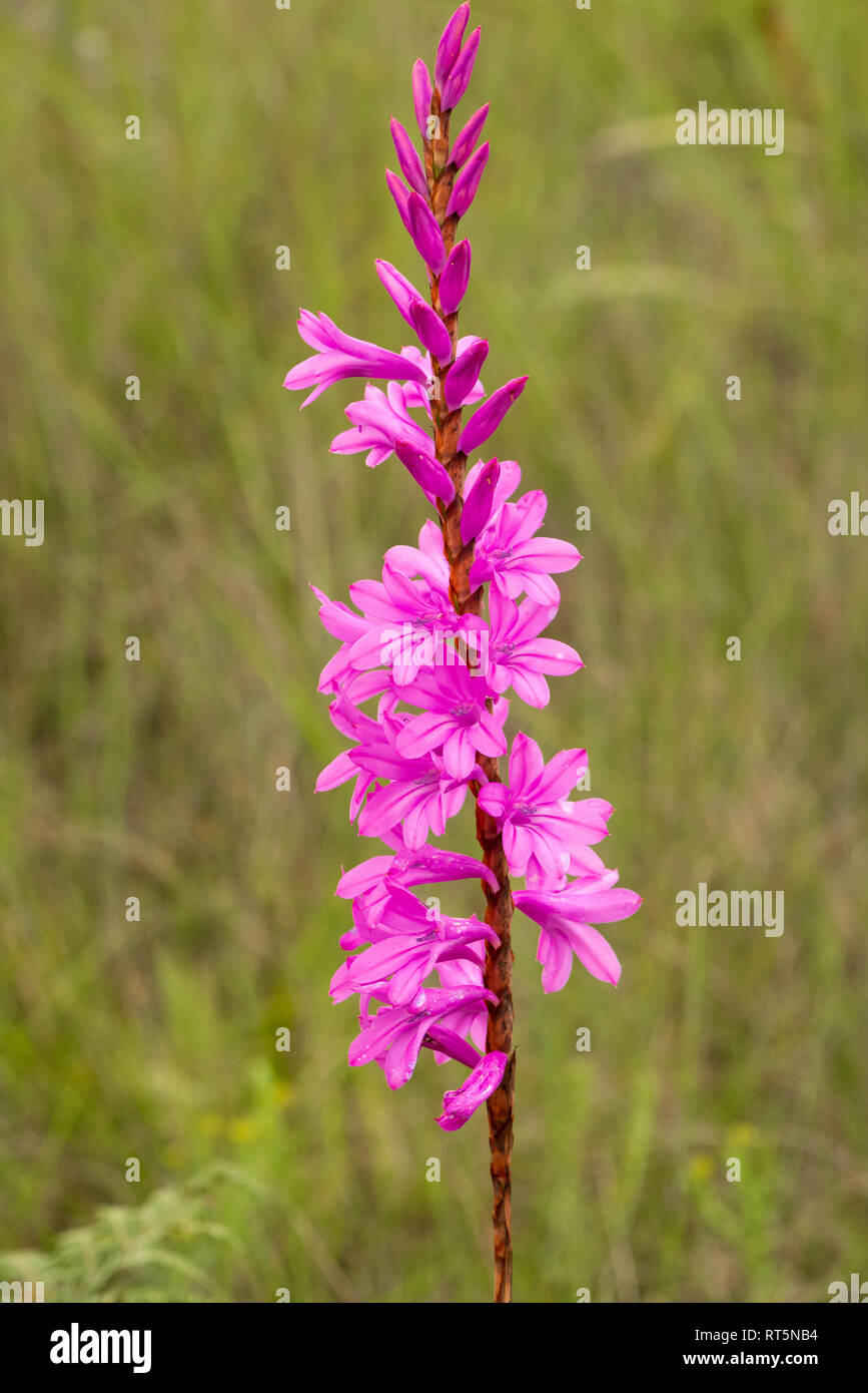 The bright pink flowers of a Watsonia in the wild grasslands of Kwa-zulu Natal, South Africa. Stock Photo