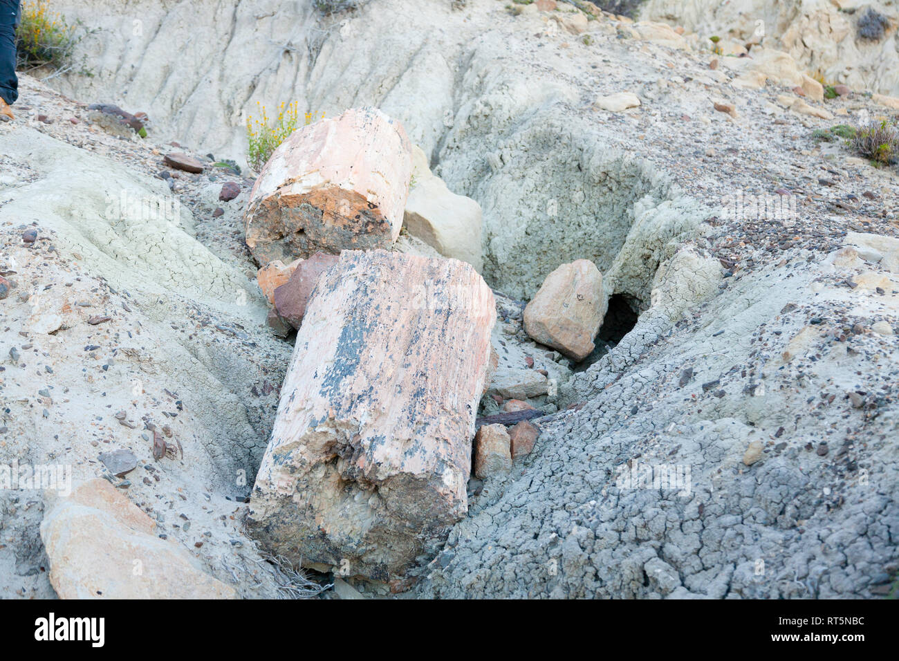 La Leona petrified forest view, Patagonia, Argentina. Road to El