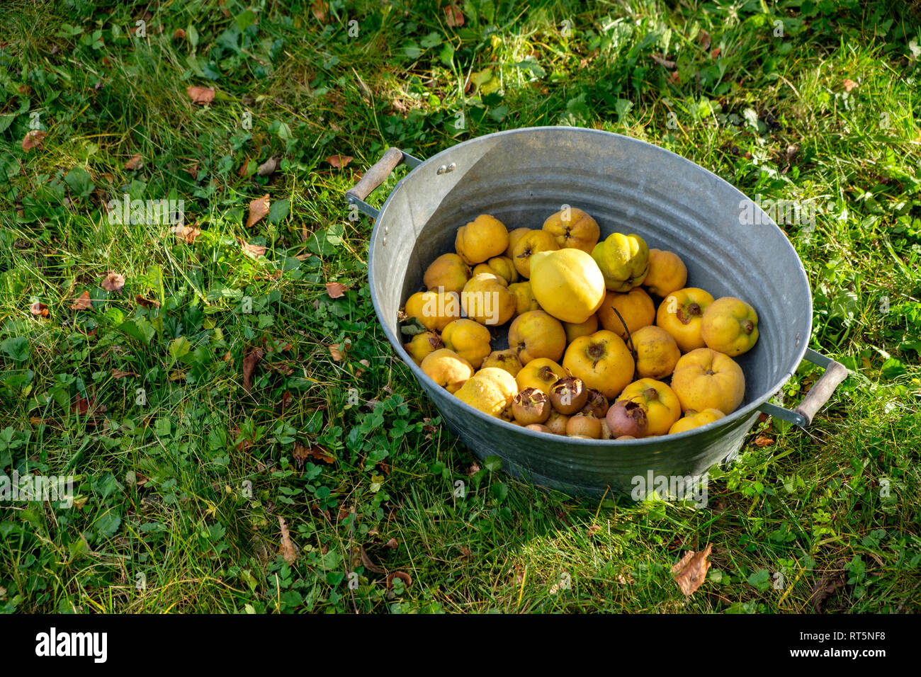 Zinc tub with harvested quinces and medlars on a meadow Stock Photo