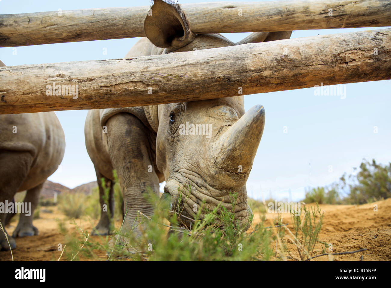 Baby rhinos on a farm Stock Photo - Alamy