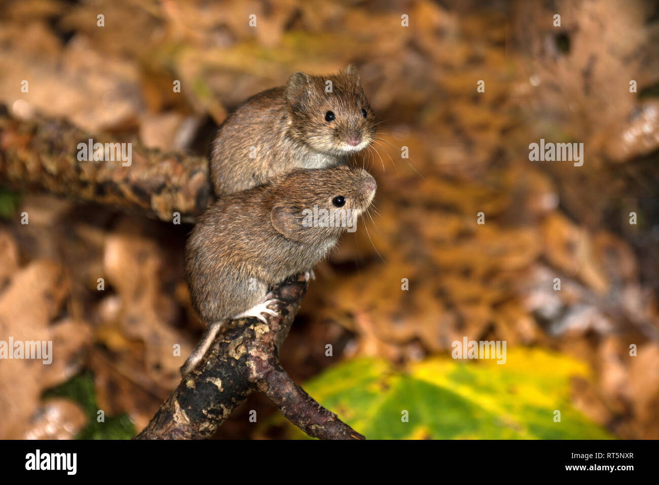 Harvest Mice - NWF