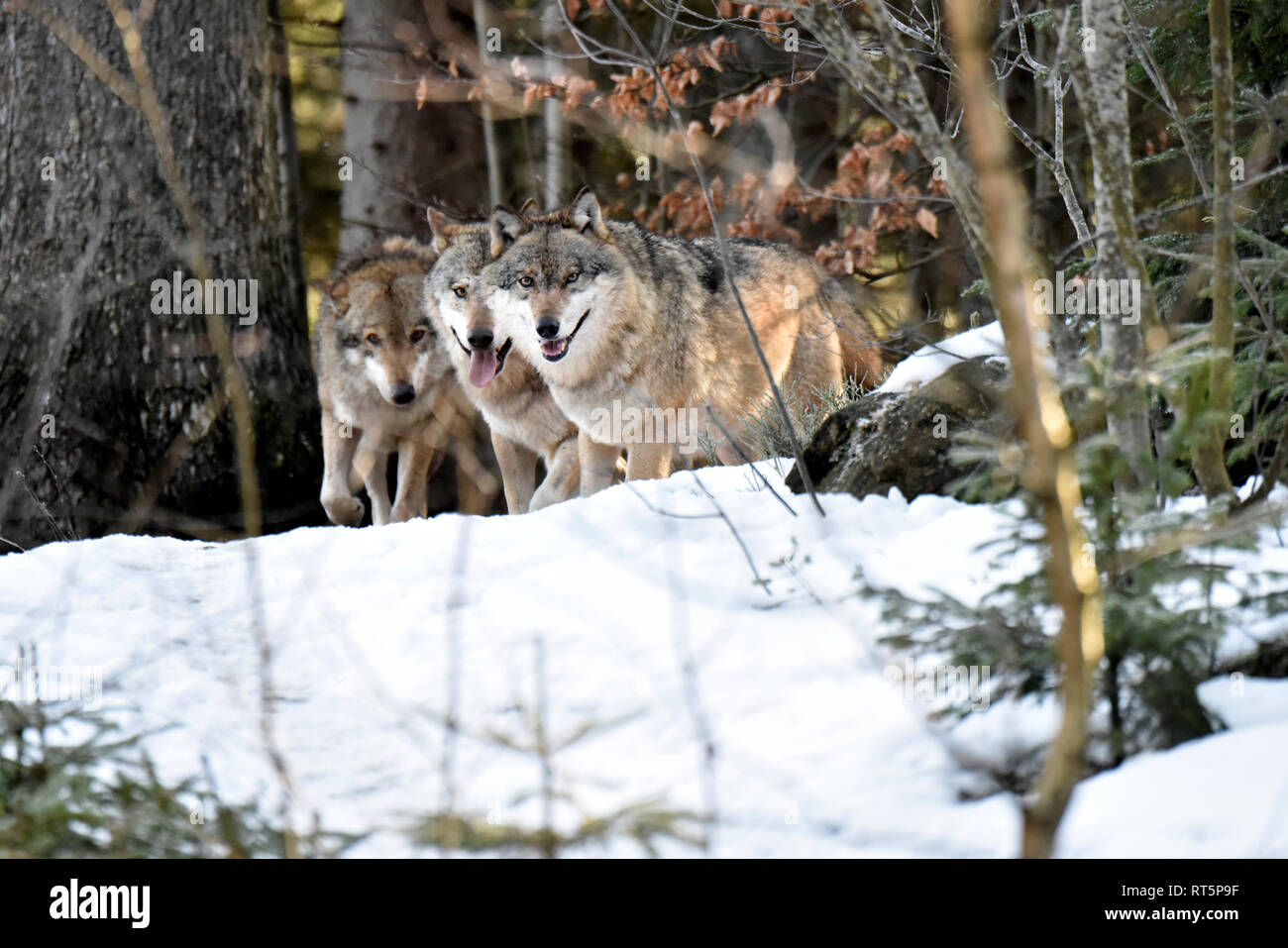 Canine, Canis lupus, local animals, Endemically, European wolf, frost, grey wolf, doggy, Isegrimm, cold, emergency time, mating season, Mating, Ranzze Stock Photo