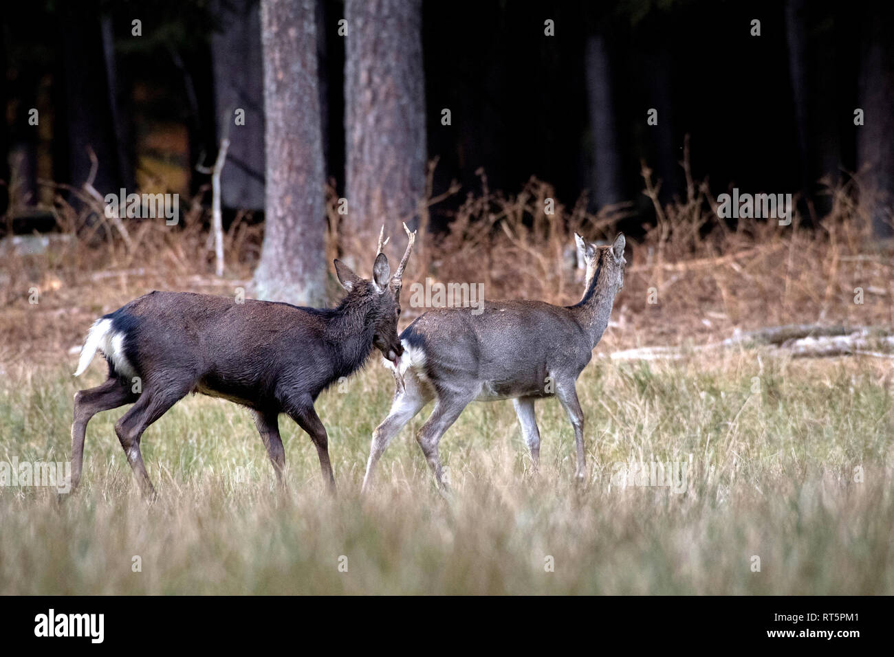 Asian deer, Asian deer, Cervus nippon, deer, deer, Sika, Sikahirsch