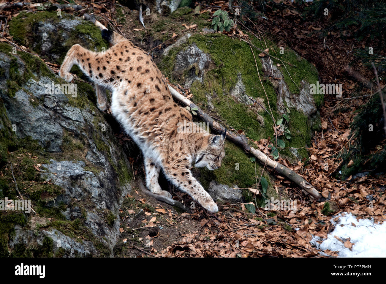Ansitz hunter, Ansitzjäger, Eurasian lynx, European lynx, to great cat, cat, cats, lynx, lynx in winter, lynxes, Lynx, Lynx lynx, fur animal, fur anim Stock Photo