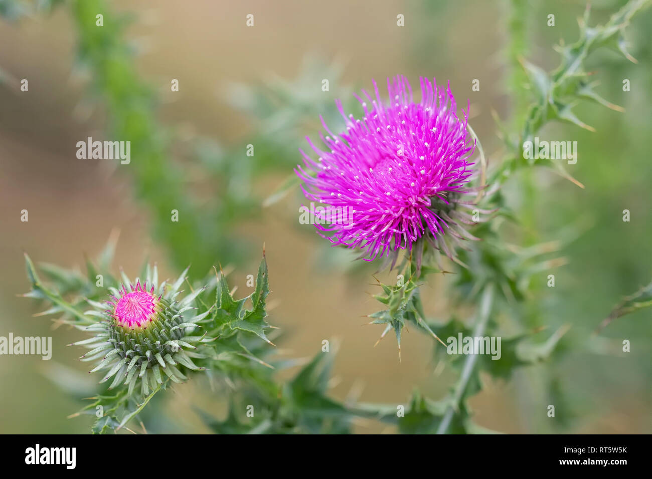 Cirsium vulgare flowers. Floral background. Stock Photo