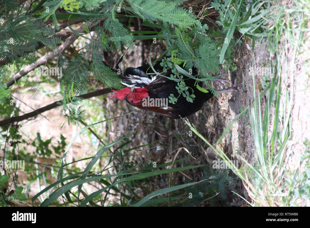 Free Range Rooster Stock Photo Alamy