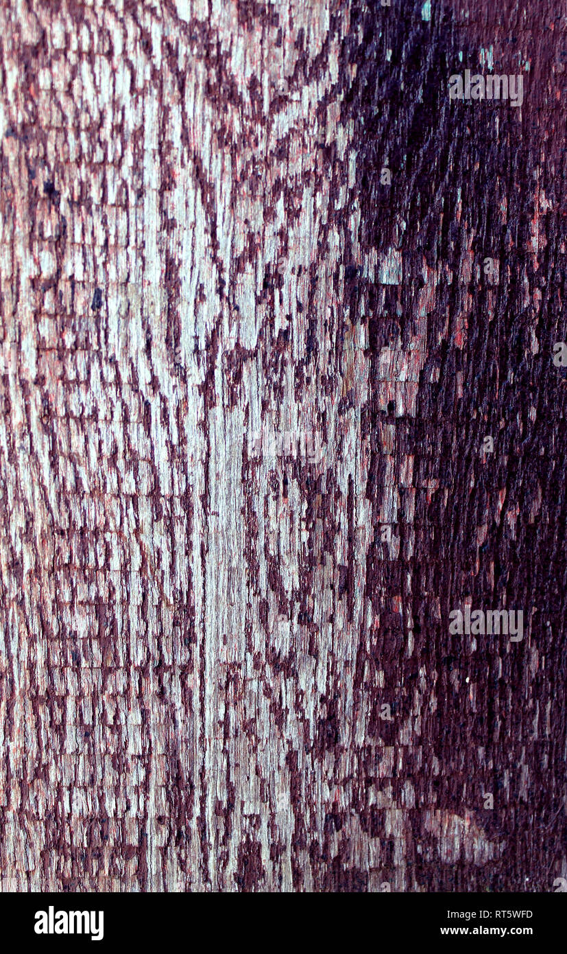 The old wood texture with natural patterns. Cross-section of the old tree Stock Photo