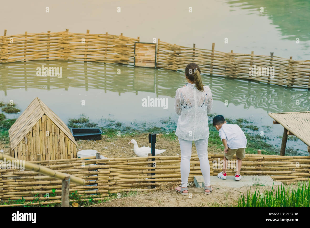 Back View Of Mom And Son Are Resting And Taking Care Of Their Ducks In The Evening Back View Of Mom And Son Are Resting And Taking Care Of Their Ducks In The Evening