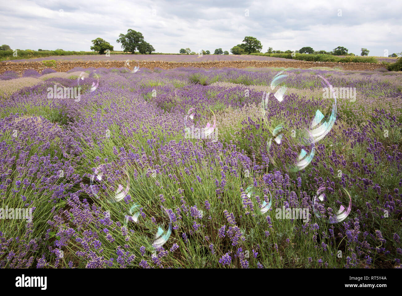 Somerset Lavender Farm Stock Photo