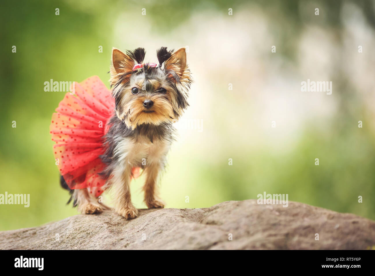 Female yorkie hi-res stock photography and images - Page 3 - Alamy